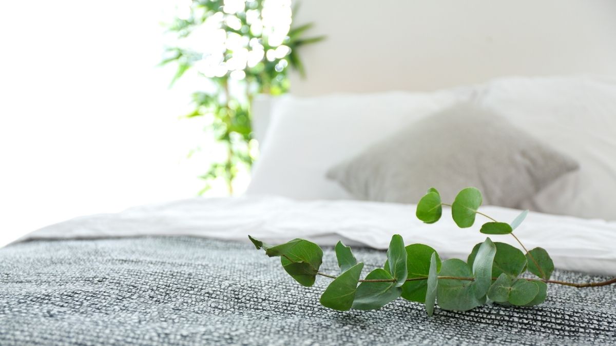 eucalyptus bedding